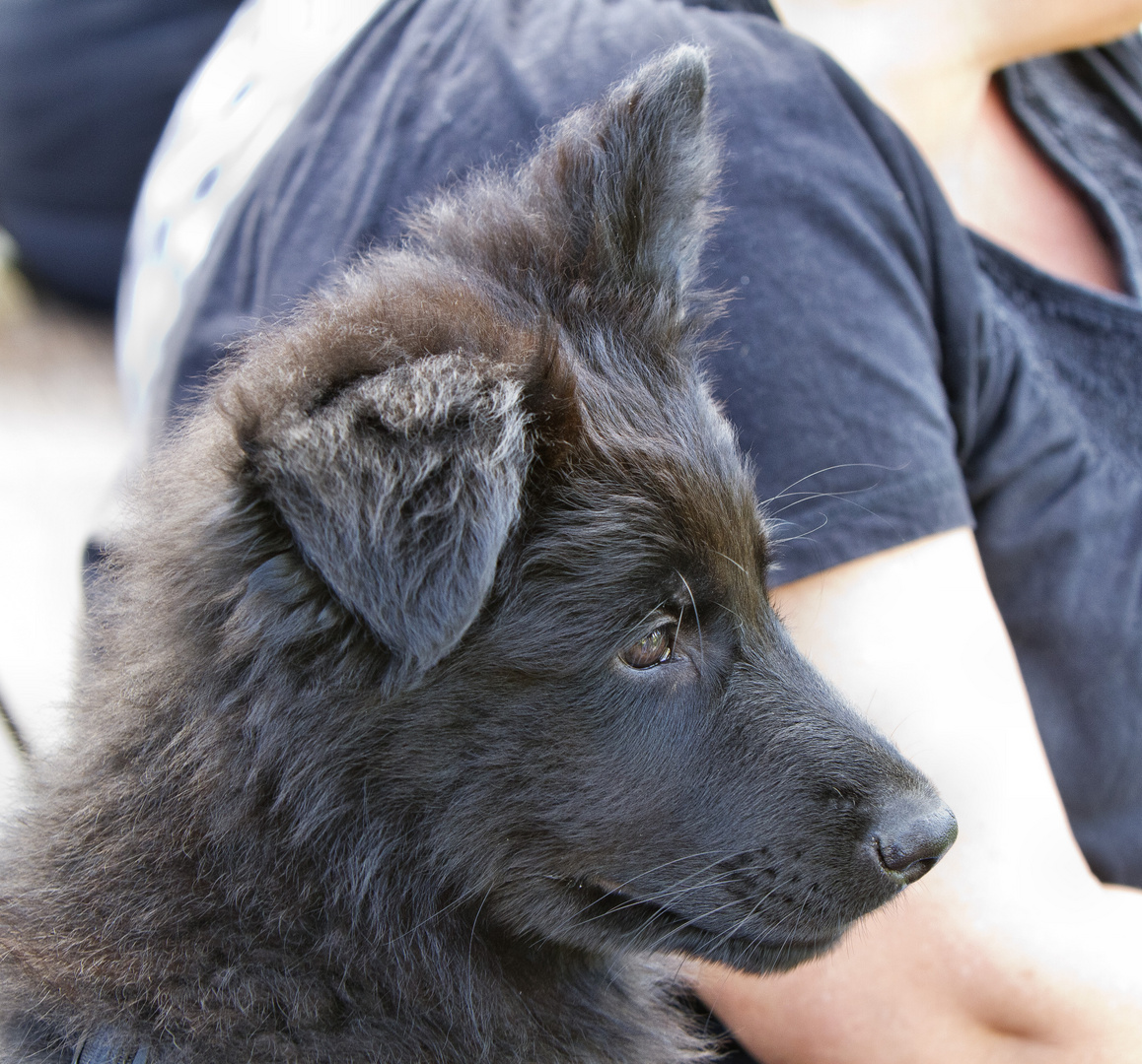 Altdeutscher Schäferhund