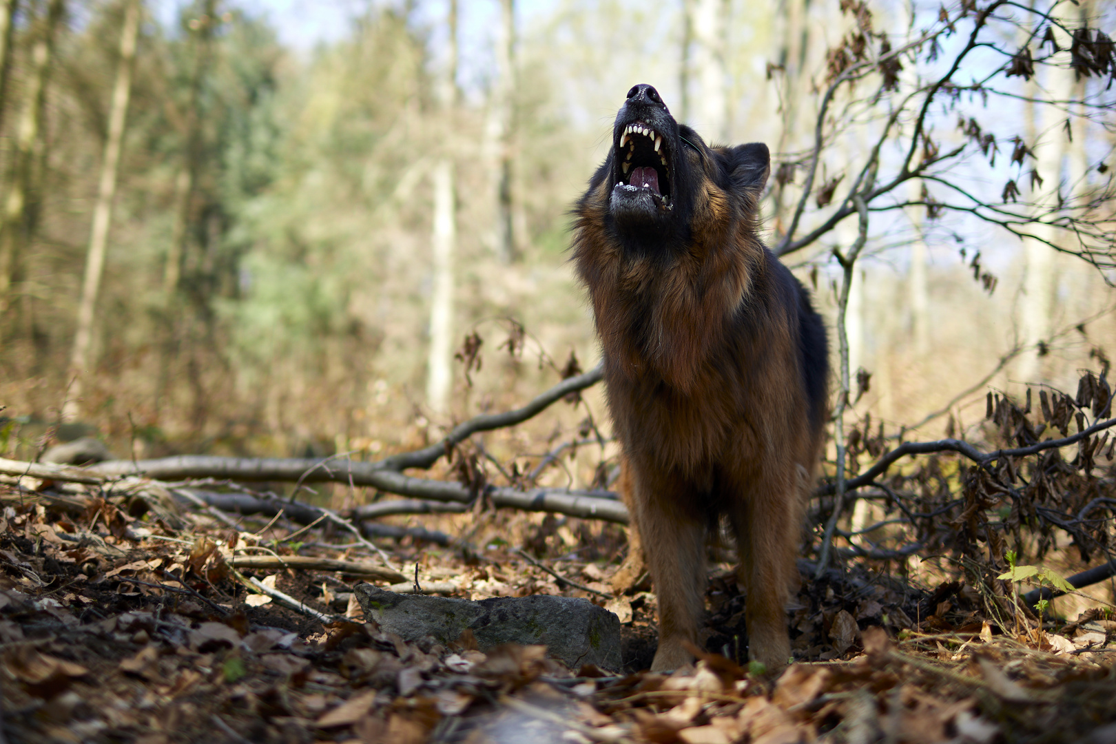 Altdeutscher Schäferhund bellend im Wald