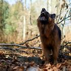 Altdeutscher Schäferhund bellend im Wald