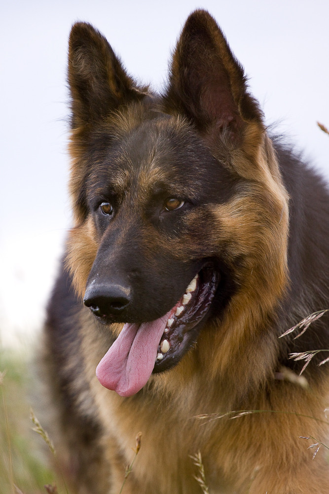Altdeutscher Schäferhund Foto & Bild | tiere, haustiere ...