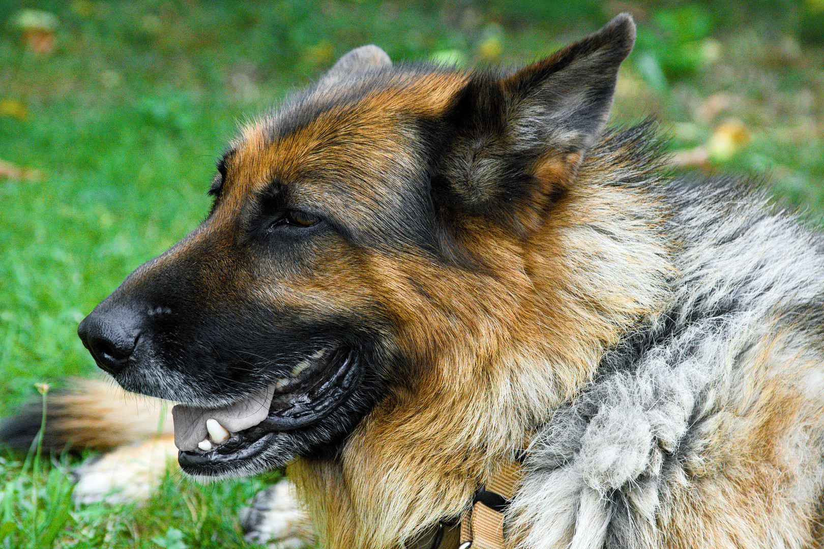 Altdeutscher Schäferhund liegt in der Wiese