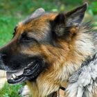 Altdeutscher Schäferhund liegt in der Wiese