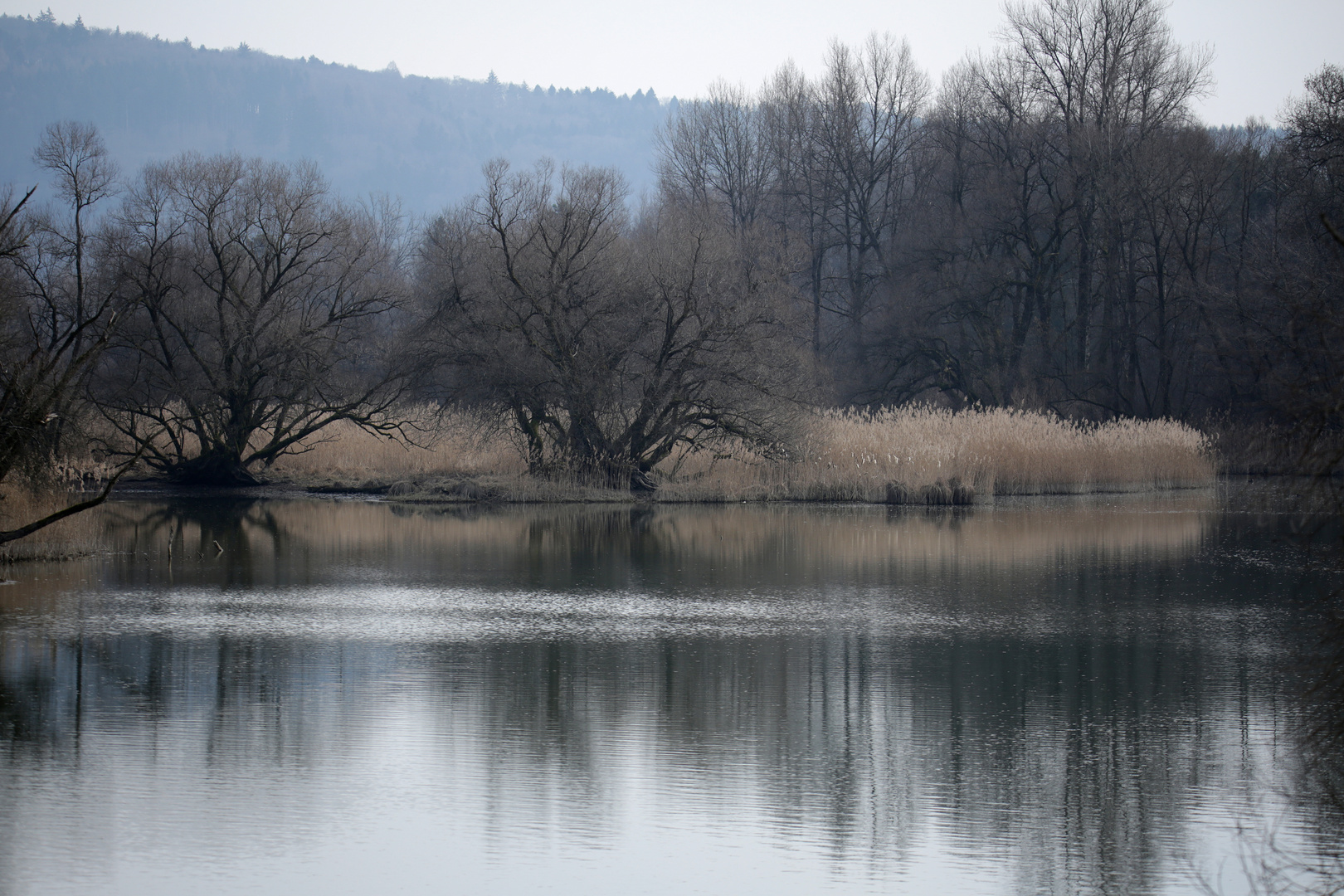 Alte Aare (Häftli)