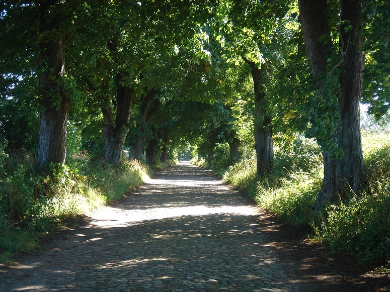 alte Allee auf Rügen