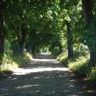 alte Allee auf Rügen