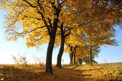 alte Allee im Herbst