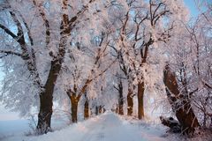 Alte Allee im Nationalpark Unteres Odertal