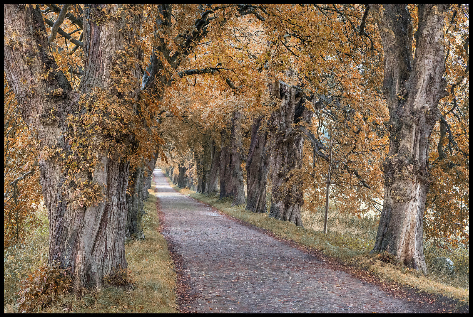 "Alte Allee,....im Herbst"