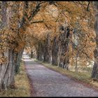 "Alte Allee,....im Herbst"