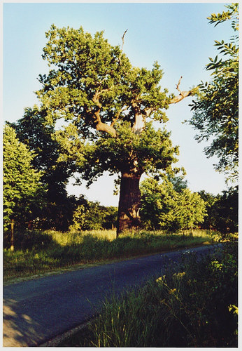 Alte altmärkische Eiche