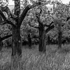 Alte Apfelbäume