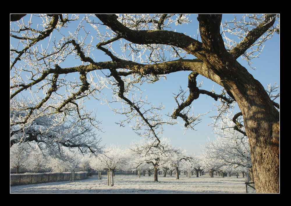 alte Apfelbaum