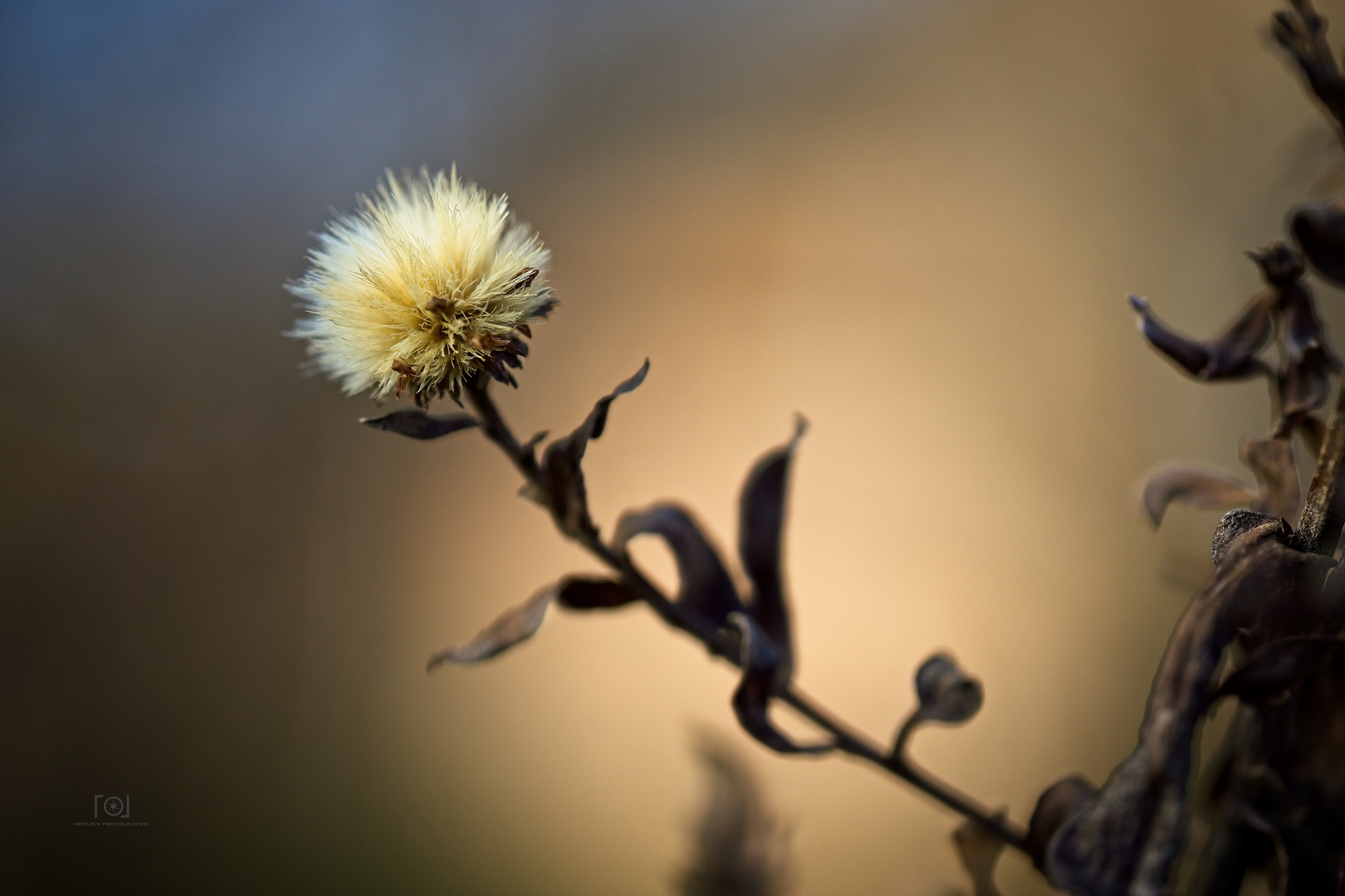 Alte Aster im Winter