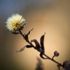 Alte Aster im Winter