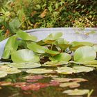 alte Badewanne mit Seerosen