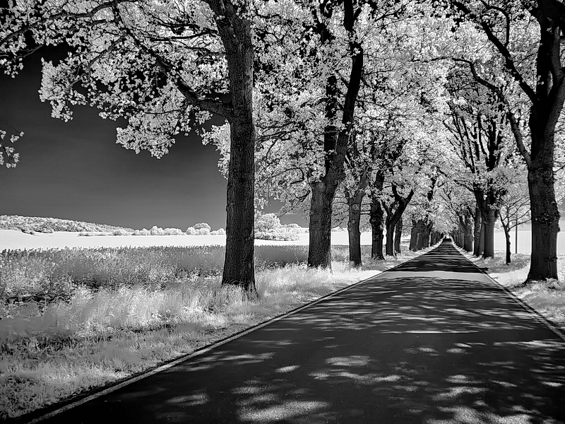 Alte Bäderstrasse auf Rügen