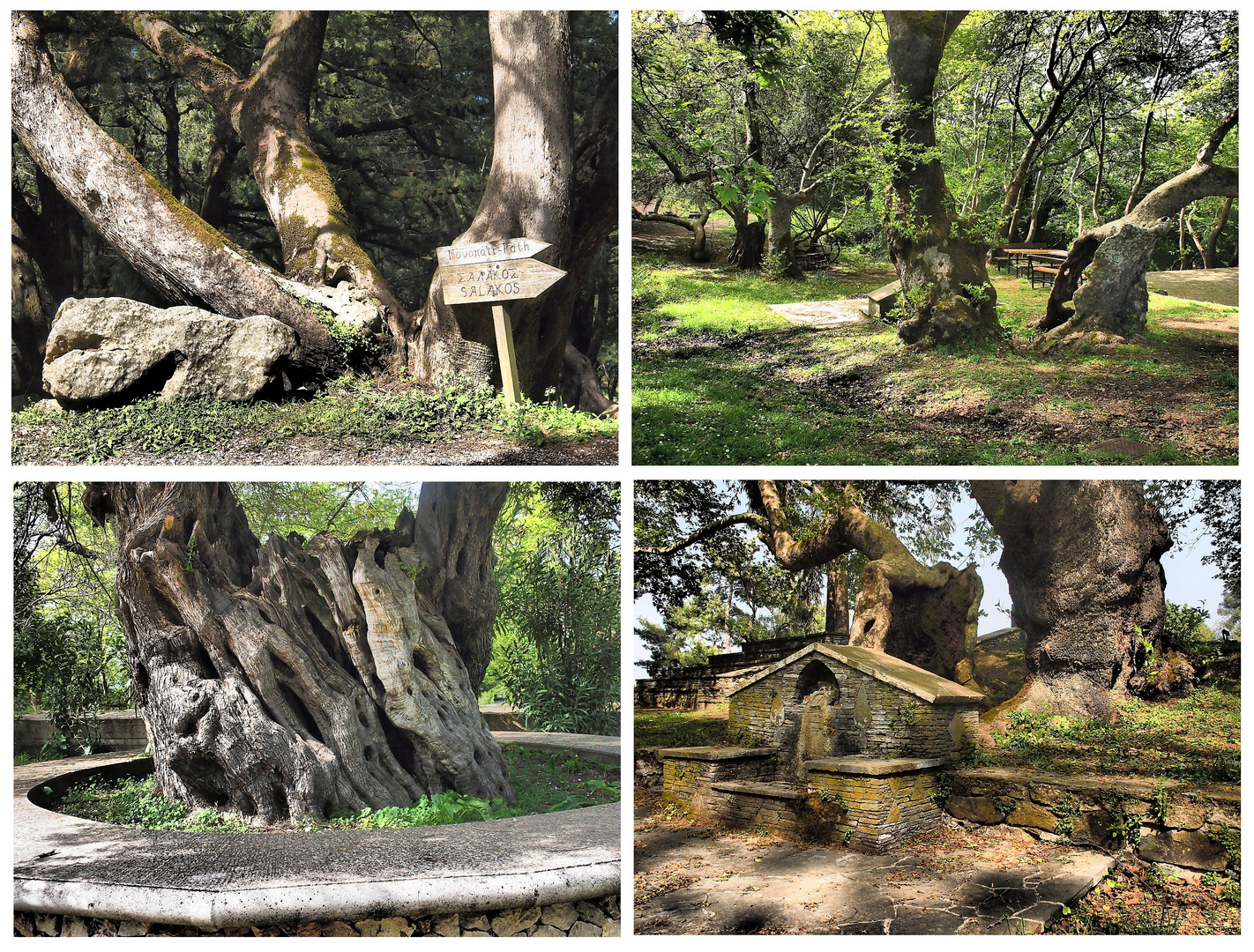 Alte Bäume am Profitis Ilias