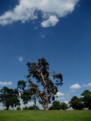 Alte Bäume bei Frischborn (2)