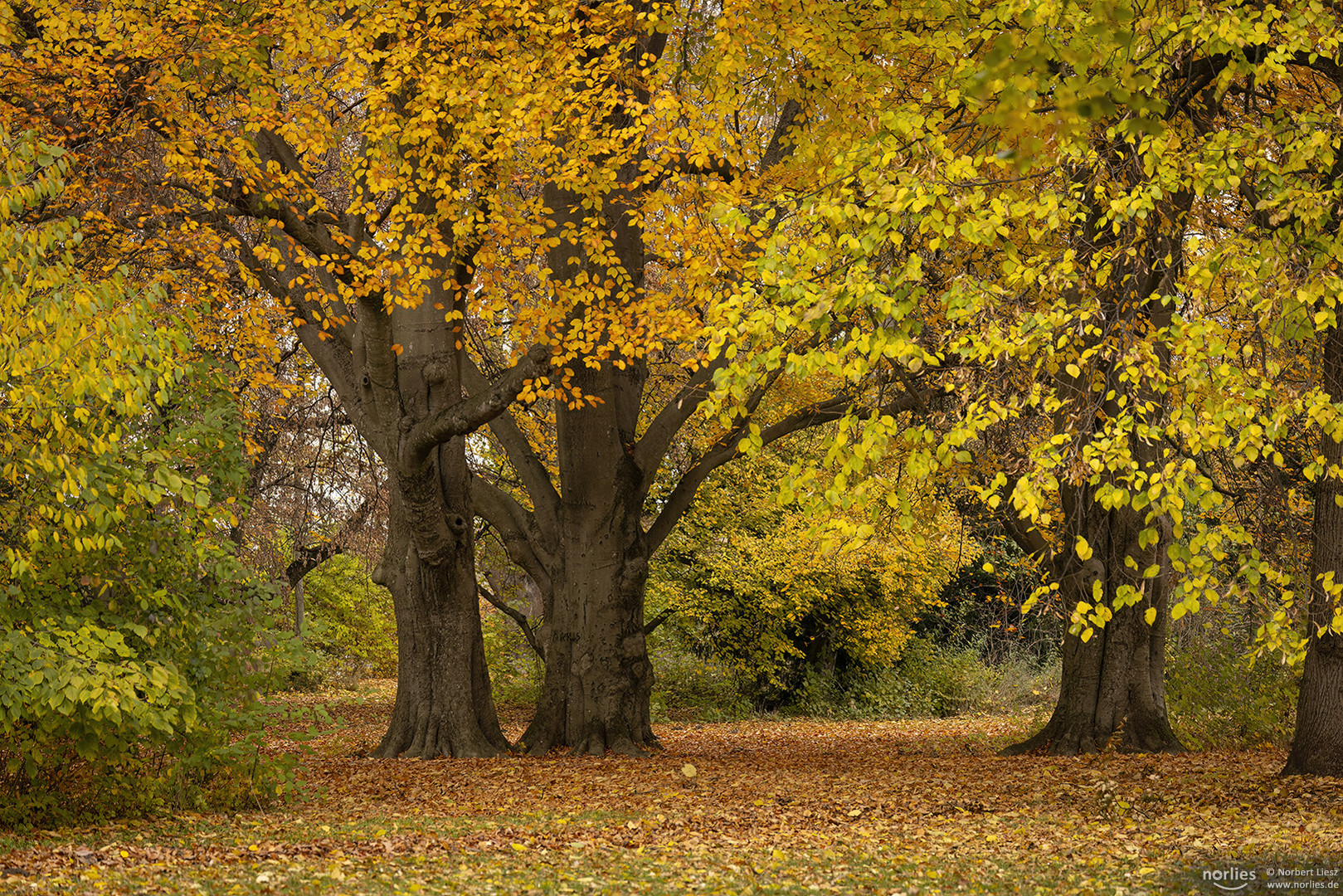 Alte Bäume im Herbst