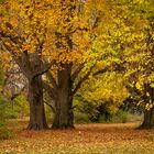 Alte Bäume im Herbst