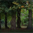 Alte Bäume im Linné-Park Petzow