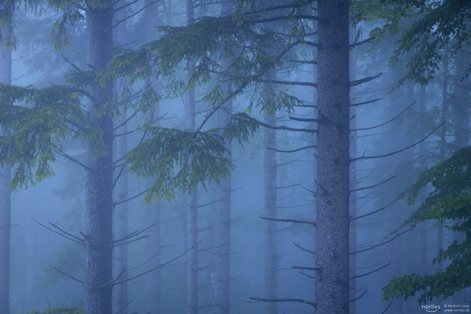 Alte Bäume im Nebel