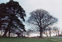 Alte Bäume im Park der Tinerana Lodge in Killaloe am Shannon