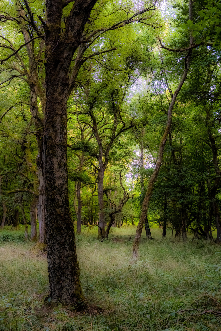 alte Bäume im Wald