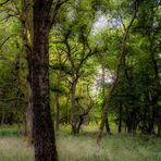 alte Bäume im Wald