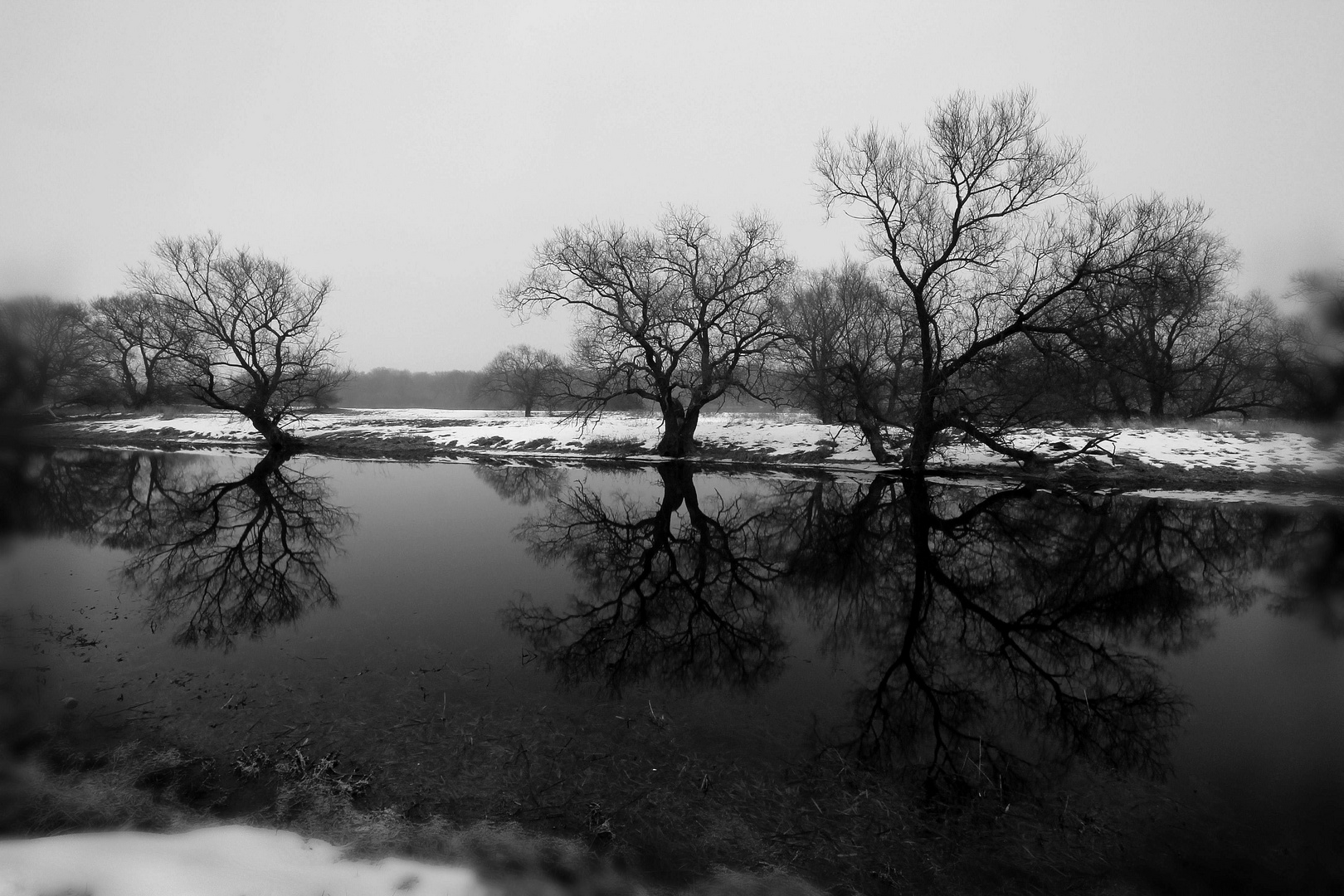 alte Bäume in der Elbaue