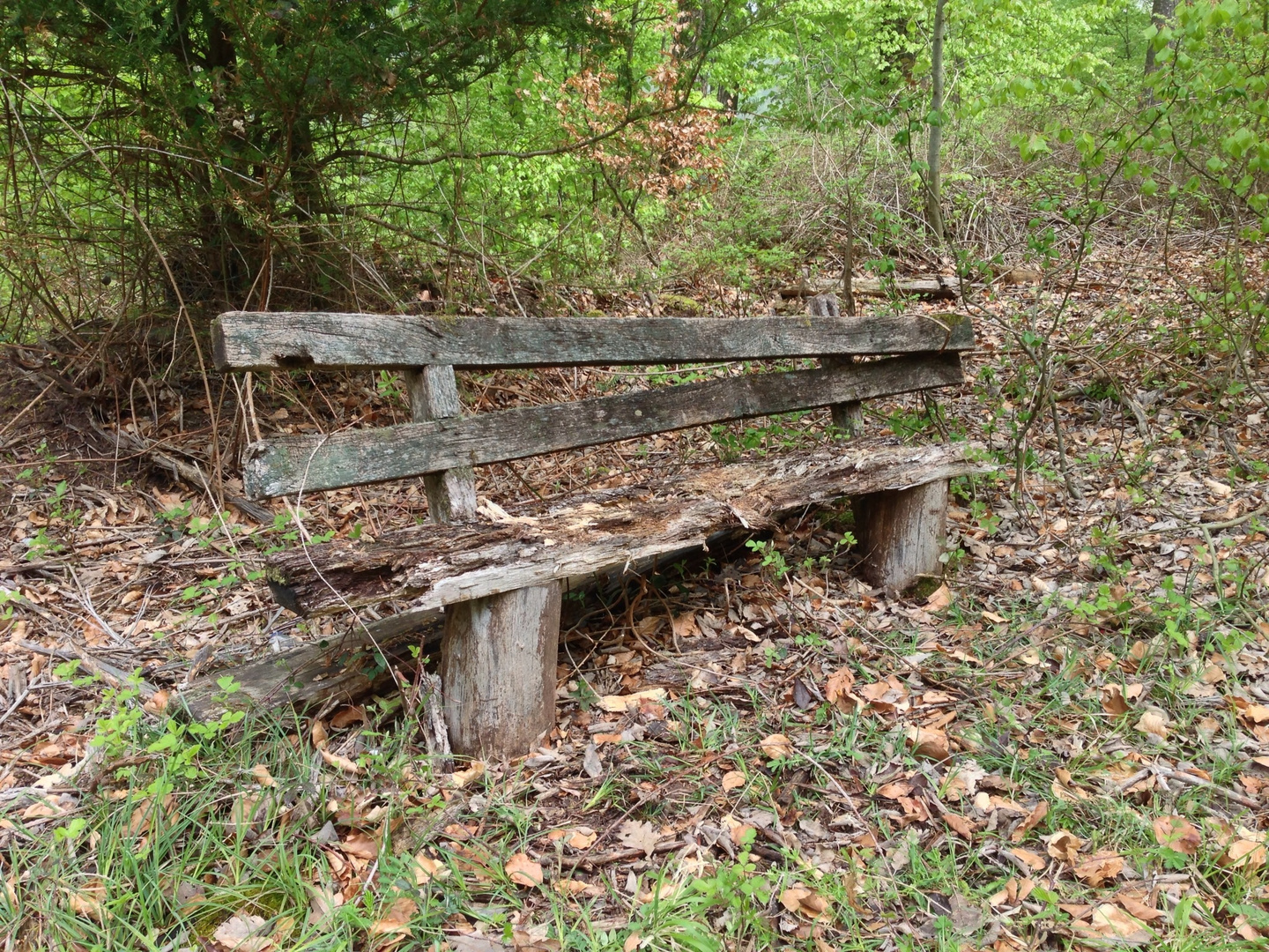 Alte Bank im Wald Foto & Bild | natur-kreativ, natur Bilder auf