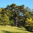 Alte Baumexoten im Park von Miramare
