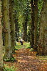 Alte Baumschlucht auf dem historischen Westfriedhof in Unna 