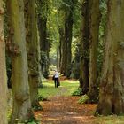 Alte Baumschlucht auf dem historischen Westfriedhof in Unna 