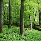 alte Baumstümpfe im Wald