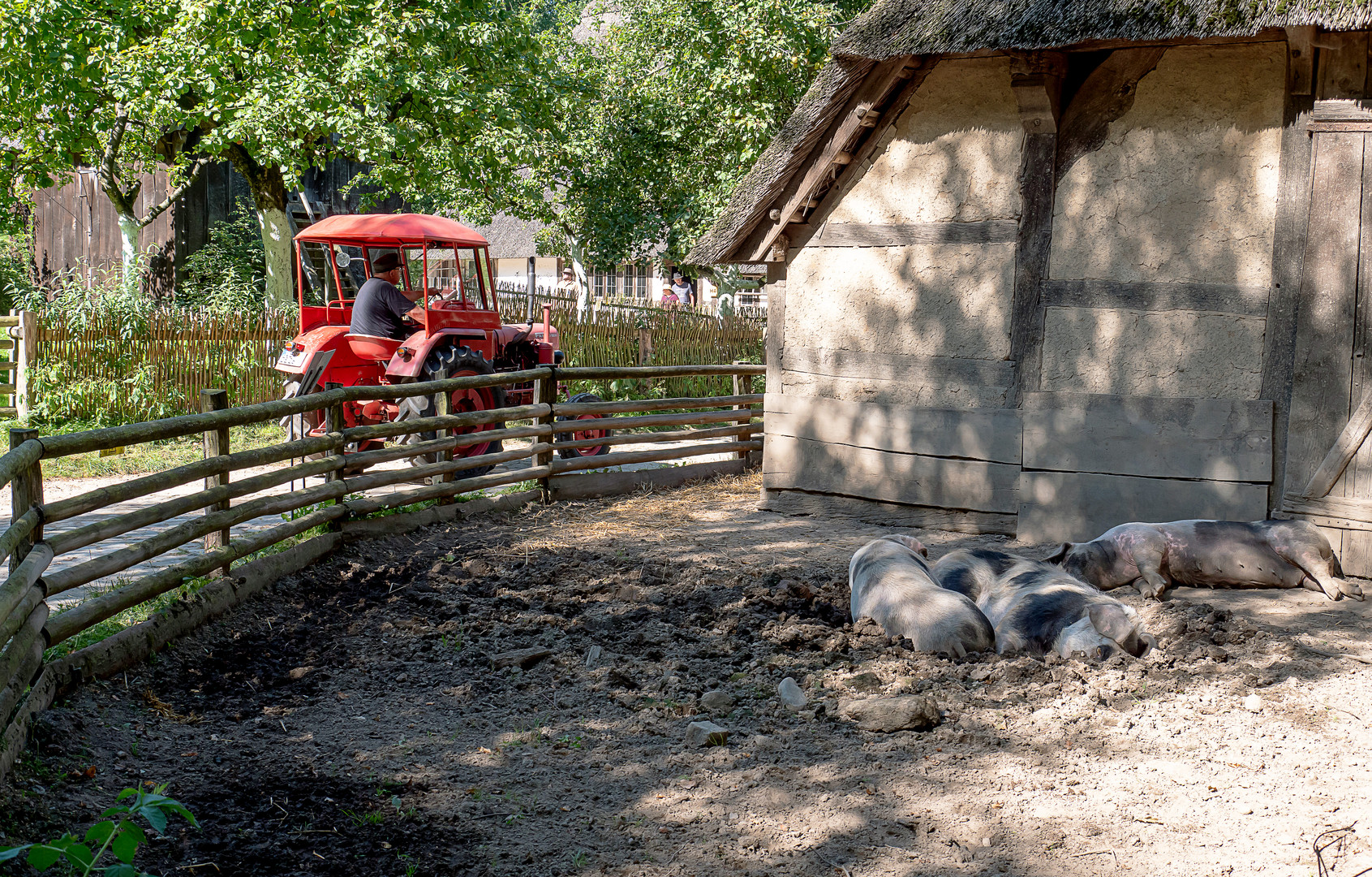  Alte Bentheimer Schweine, alte Trecker und mehr ...