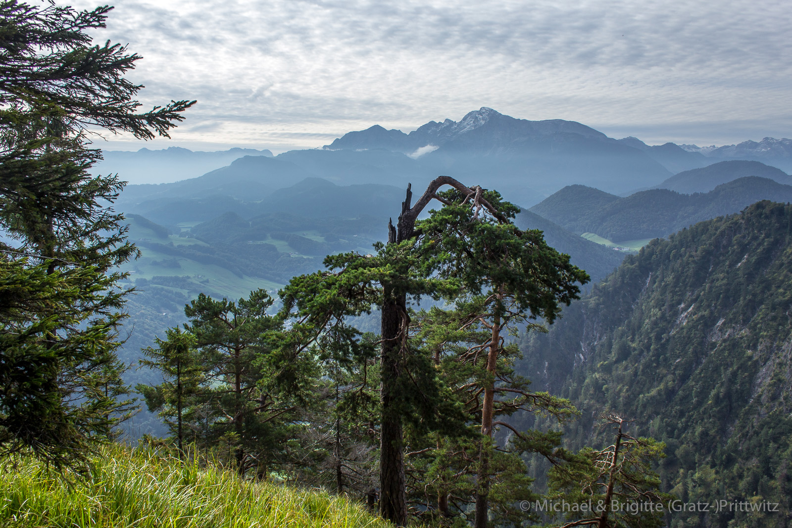 Alte Bergkiefer …