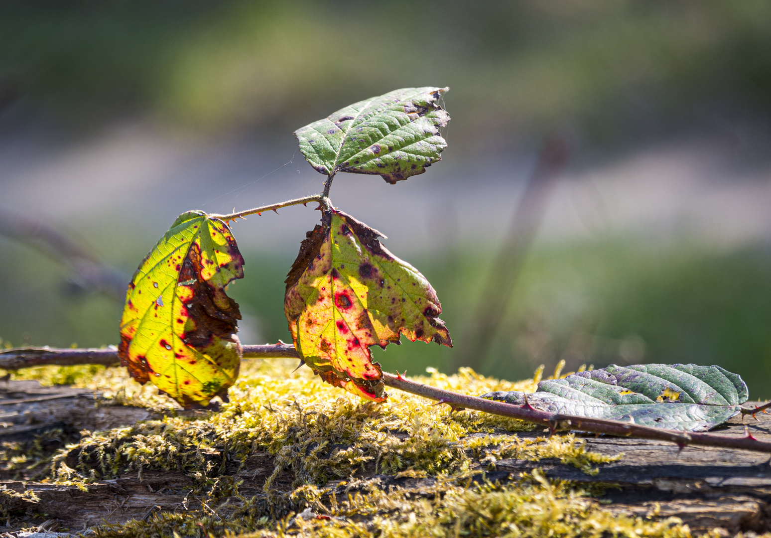 Alte Blätter in der Frühlingssonne