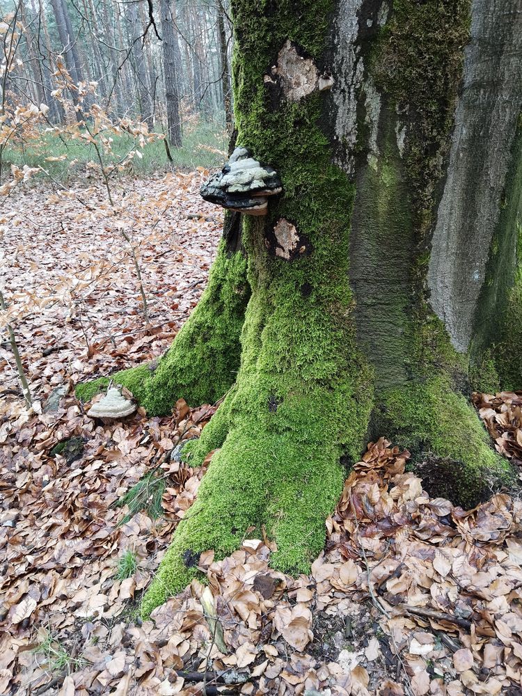 Alte Buche, Dahlener Heide