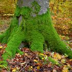 Alte Buche im Herbst