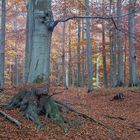 Alte Buche im herbstlichen Nationalpark Harz