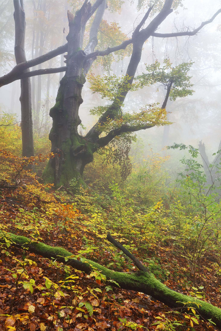 Alte Buche im Herbstwald