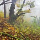 Alte Buche im Herbstwald