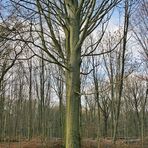 Alte Buche im Hoppbruch markiert zum Fällen???