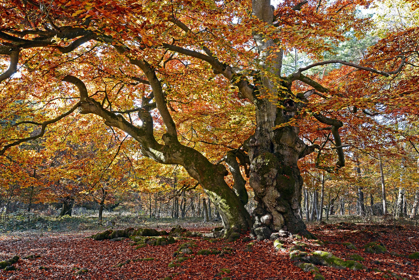 Alte Buche im Hutewald