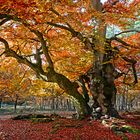 Alte Buche im Hutewald