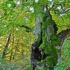 Alte Buche im Hutewald Halloh