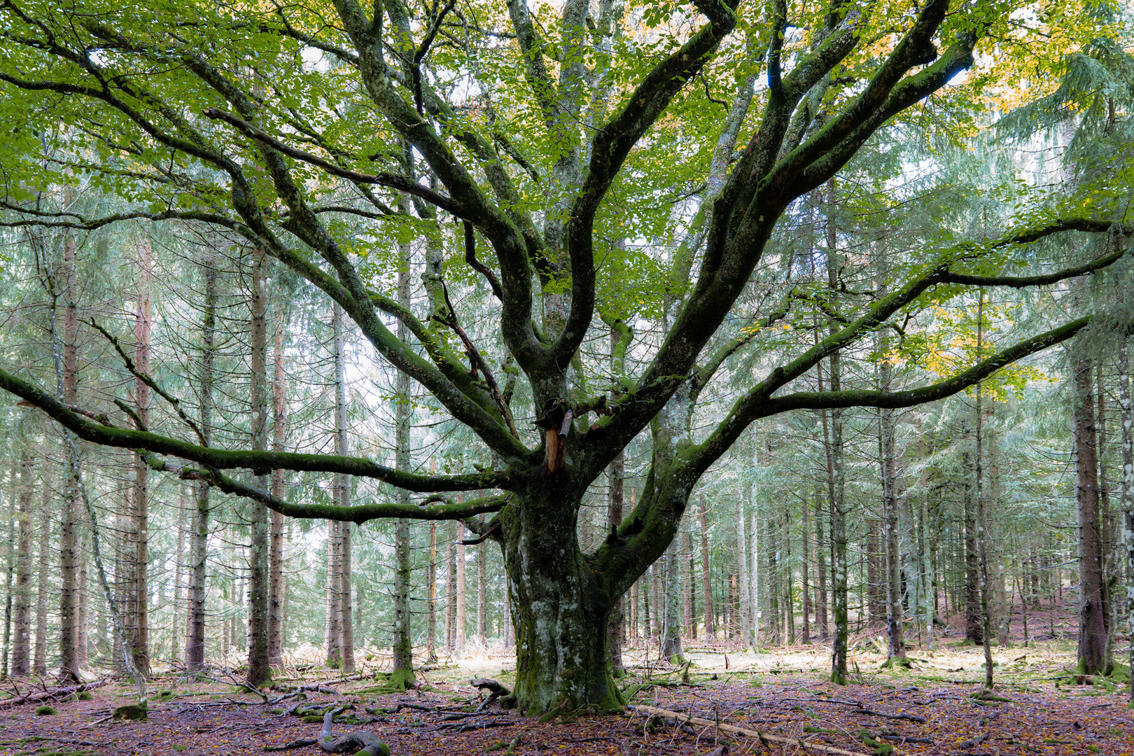 Alte Buche im jungen Fichtenwald Foto & Bild pflanzen, pilze