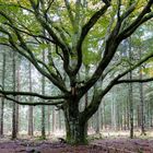 Alte Buche im jungen Fichtenwald