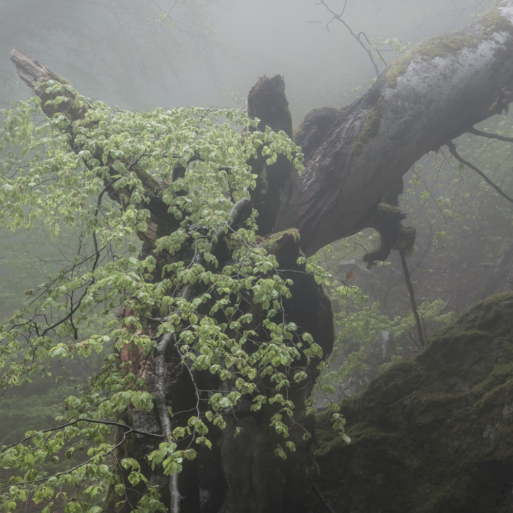 alte Buche im Nebel